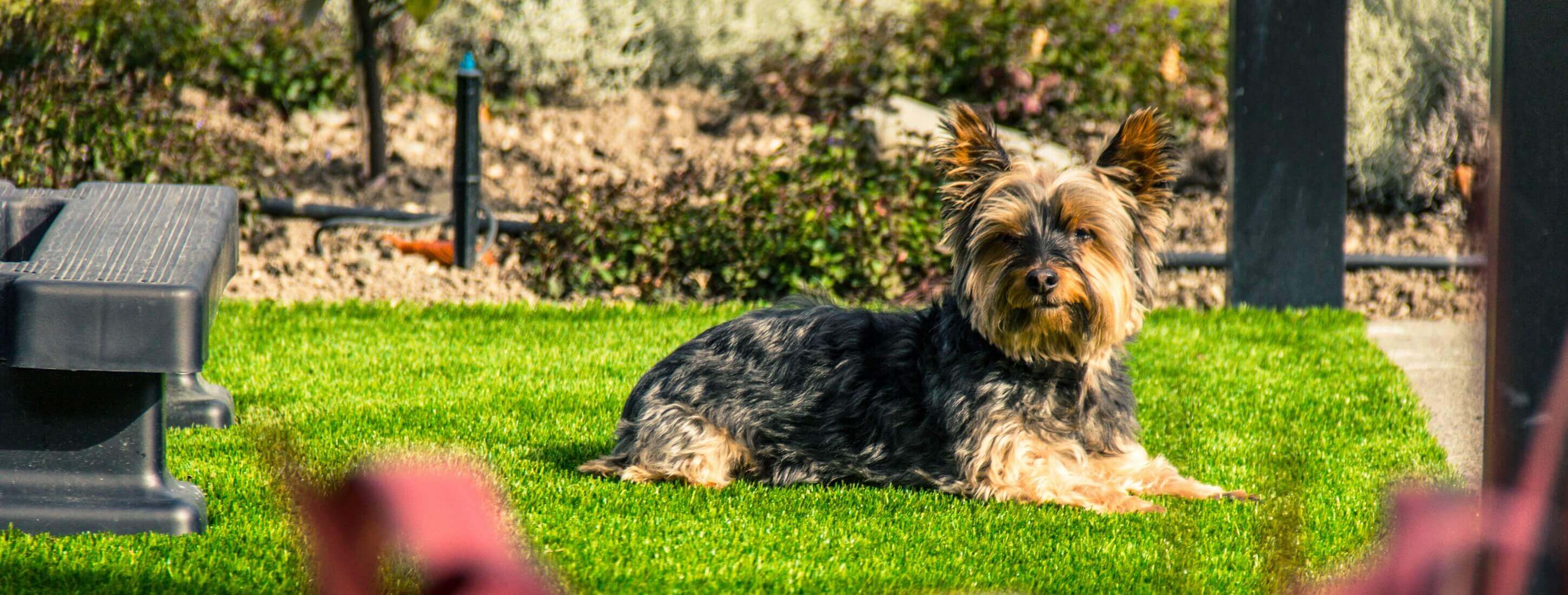 Artificial Grass for Dog Owners Christchurch, NZ SMARTGRASS