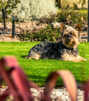A small dog laying on artificial grass