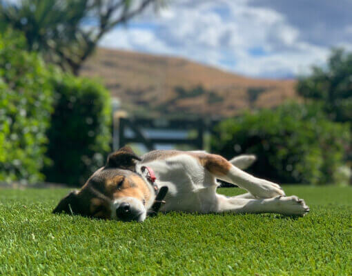 Jack Russell Dog on Oasis 35 Queenstown Pets and Artificial Grass: What You Need to Know